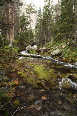 Montana 'daki Sakaldiş Dağları' ndaki Yosun Deresi