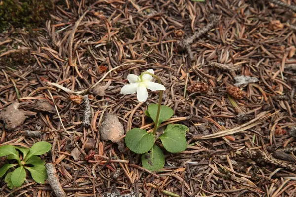 Stock image Wood Nymph (Moneses uniflora) white wildflower in Beartooth Mountains, Montana