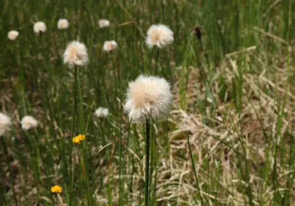 stock image Wild native grass with white seed tuft in Beartooth Mountains, Montana