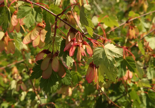 stock image Mountain Maple (Acer glabrum var. douglasii) seeds and leaves in Beartooth Mountains, Montana