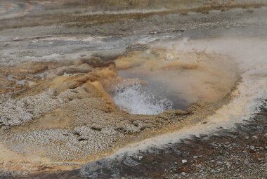 Yukarı Geyser Havzasında Geyik Pompalayan Yellowstone Ulusal Parkı, Wyoming