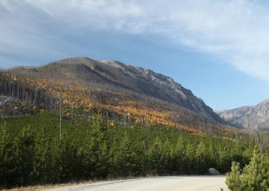 Montana 'daki Beartooth Dağları' ndaki çakıllı yol boyunca düşen sarı sarımsaklı kavurucu ateşle yanar