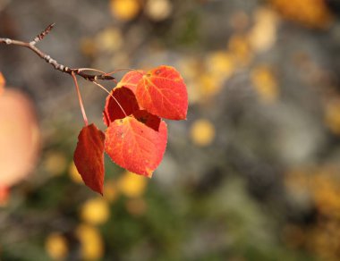 Titreyen Aspen 'in (Populus tremuloides) yakın plan görüntüsü: Beartooth Mountians, Montana