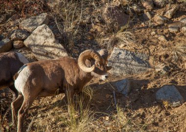 Bighorn Koyunları (Ovis canadensis) koçu Beartooth Dağları, Montana