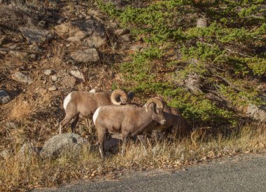 Bighorn Koyunları (Ovis canadensis), Montana 'daki Beartooth Dağları' nda yol boyunca koçbaşı olarak kullanıldı.