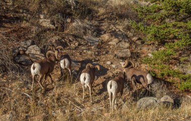 Beartooth Dağları, Montana 'da beş Bighorn Koyunu (Ovis canadensis) koçu