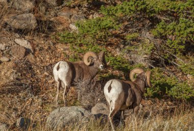 Beartooth Dağları, Montana 'da iki Bighorn Koyunu (Ovis canadensis) koçu