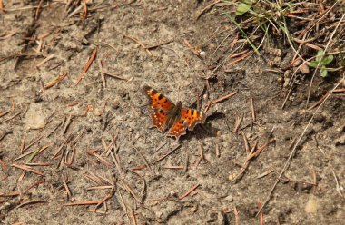 Beartooth Dağları, Montana 'da Yeşil Virgül (Polygonia faunus) turuncu kelebek