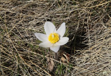 Sakaldiş Dağları, Montana 'da Pasqueflower (Anemone patens) kır çiçeği