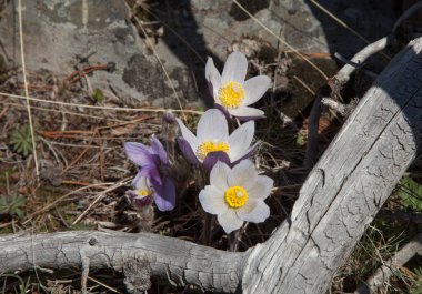 Pasqueflower (Anemone patens) Montana 'daki Sakaldiş Dağları' nda mor kır çiçekleri