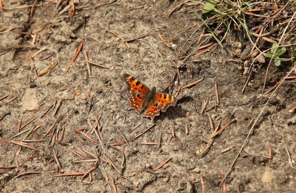 Green Comma (Polygonia faunus) orange butterfly in Beartooth Mountains, Montana