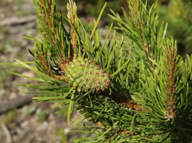Lodgepole Pine (Pinus contorta), Montana 'daki Beartooth Dağları' ndaki bir ağaçta çam kozalağı.