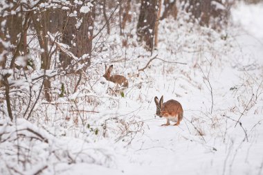 Karlı Ormanda Avrupa Tavşanı (Lepus europaeus).