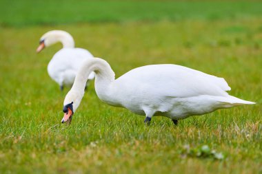 Tarlada ot yiyen dilsiz kuğu (Cygnus olor)