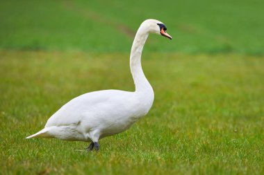 Bahar mevsiminde tarlada sessiz kuğu.)