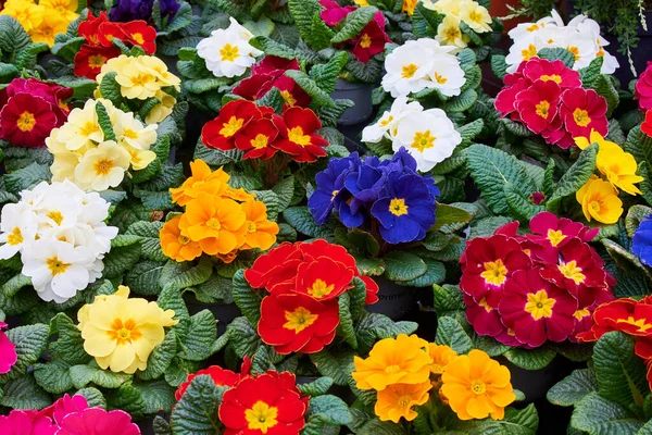 Colourful Primrose Flowers Primula Vulgaris — Stock Photo, Image
