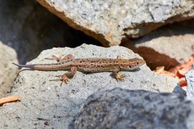 Sand lizard (Lacerta agilis) sun-basking on a rock in the morning