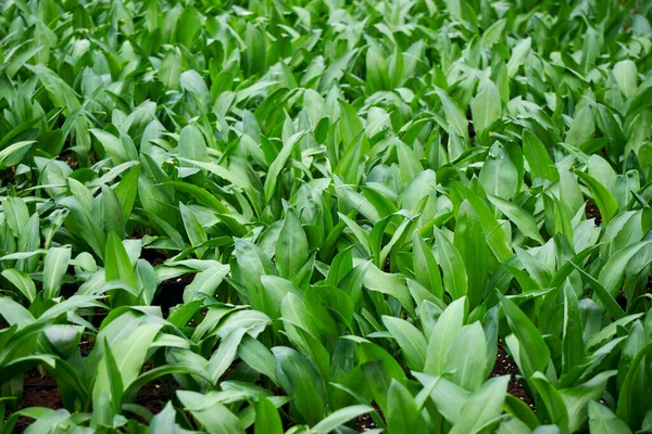 Färska Vilda Vitlöksblad Allium Ursinum — Stockfoto