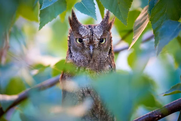 Eurasian Scops Owl Close Otus Scops — Stockfoto