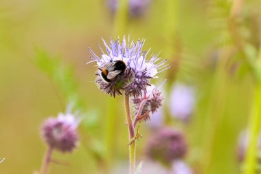 Lacy phacelia 'dan nektar toplayan yaban arısı (Phacelia tanacetifolia) Mavi tansi çiçekli bitki