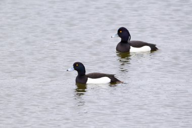 Göldeki ördekler (Aythya fuligula) Göldeki kuşlar