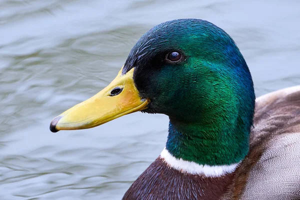 Mallard Male Duck head close-up ( Anas platyrhynchos )