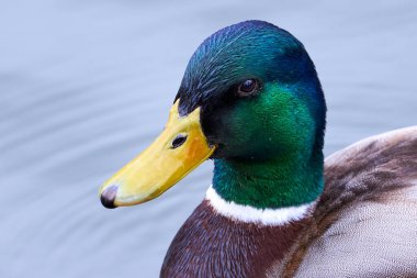 Mallard Male Duck head close-up ( Anas platyrhynchos )