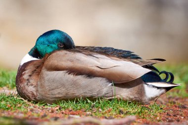 Mallard Male Duck resting ( Anas platyrhynchos )