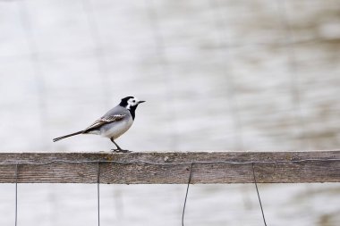 White wagtail bird sitting on a wood (Motacilla alba)