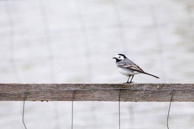 White wagtail bird sitting on a wood (Motacilla alba)