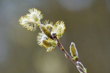 Salix caprea, Goat willow, Pussy willow or Great Sallow