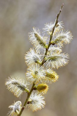 Salix caprea, Goat willow, Pussy willow or Great Sallow