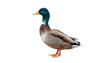 Mallard Male Duck isolated on white background ( Anas platyrhynchos )