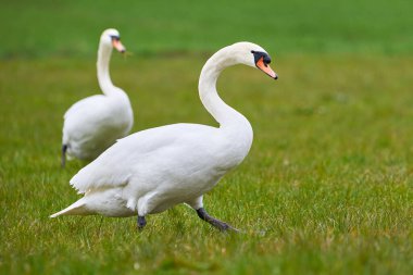 Mute swans on a field (Cygnus olor)