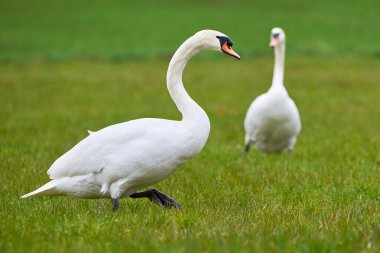 Tarlada sessiz kuğu (Kuğu rengi))