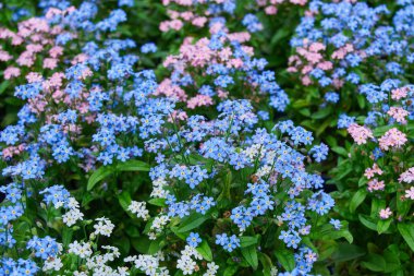 Myosotis alpestris ya da alp unutma beni çiçekleri.