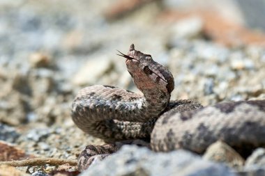 Çatallı dili olan burun boynuzlu Viper (Vipera ammoditleri)