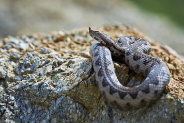 Burunlu Viper erkeği doğal yaşam alanında (Vipera ammoditleri)