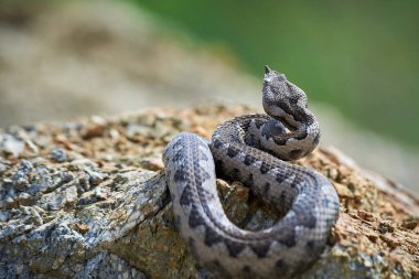 Burunlu Viper erkeği doğal yaşam alanında (Vipera ammoditleri)