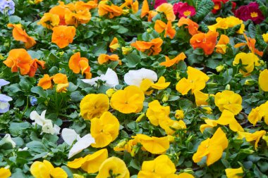 Viola Cornuta çiçekleri. Boynuzlu Pansy veya Boynuzlu Violet