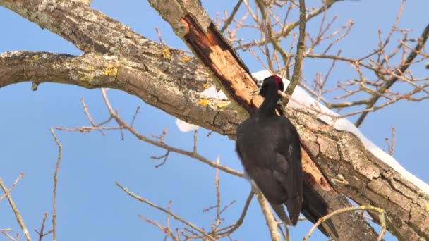 黑色啄木鸟用它的喙在树上挖昆虫 黑色啄木鸟雌鸟的觅食 — 图库视频影像