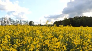 Orman yakınlarında kolza tohumu tarlası ve rüzgar türbinleri (Brassica napus)