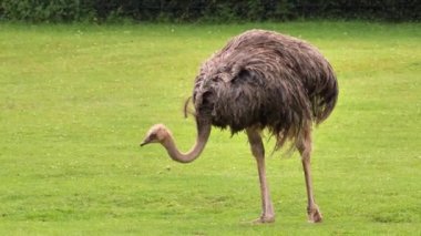 Ot yiyen devekuşu (Struth io camelus)