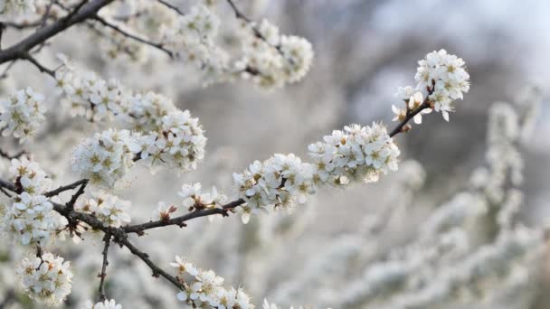 甘い桜の花 Prunus Avium 桜の野生の桜 — ストック動画