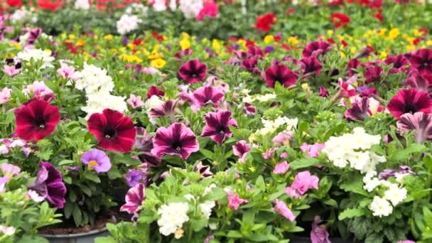 Krásná Petunie Květiny Panning Záběry Zprava Doleva — Stock video