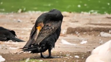 Great cormorant bird preening feathers (Phalacrocorax carbo)