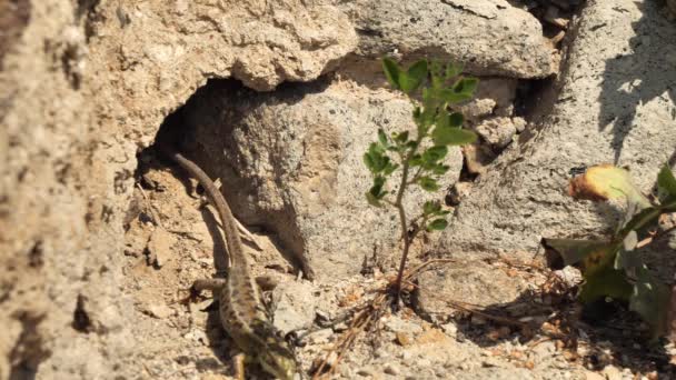 Sand Lizard Female Hiding Hole Lacerta Agilis — Stock video