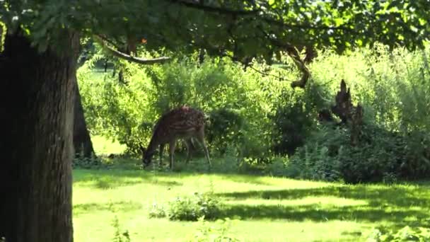 Sika Deer Eating Grass Cervus Nippon — Stok video