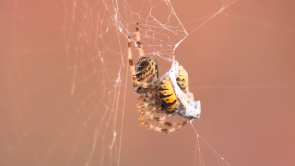 European Garden Spider Wasps Web Araneus Diadematus Female Spider Eating — Stock video