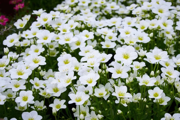 Saxifraga Small White Flowers Saxifraga Arendsii Adebar Saxifragaceae Family Perennial — Stock Photo, Image